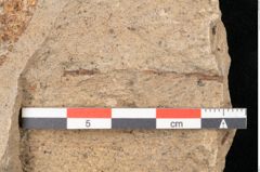 Foto (Detailansicht) von Quercus palaeoilex Ettingshausen (NHMW-GEO-2024-0188-6369)